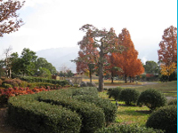 画像：本館前より芝生広場を眺めた風景