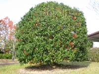 画像：4～6月に黄緑色の小さな花がつく。