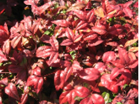 画像：ナンテンのような赤い実はならない