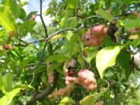 画像 コブシ（モクレン科）