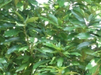 画像：マテバシイ（ブナ科）