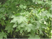 画像：モミジバフウ（マンサク科）