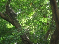 画像：ホルトノキ（ホルトノキ科）