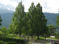 画像：メタセコイヤ（スギ科）