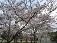 画像：サクラ類（バラ科）