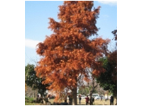 画像：ラクウショウ（スギ科）