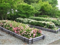 画像：ツツジ類（ツツジ科）