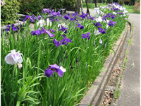 画像：ハナショウブ（アヤメ科）