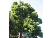 画像：シラカシ（ブナ科）