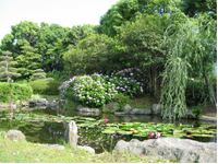 画像：日本庭園の池にうかぶスイレン