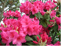 画像：セイヨウシャクナゲ（ツツジ科）