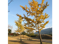 画像：全体に紅葉した秋晴れの日は美しい