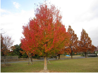 画像：トウカエデ（カエデ科）