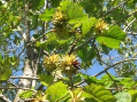 画像：カンレンボク（オオギリ科）