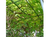 画像：ミツバアケビ（アケビ科）