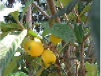 画像：ビワ（バラ科）