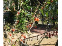 画像：クコ（ナス科）