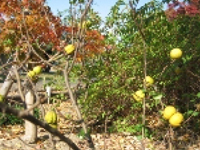 画像：ボケ（バラ科）