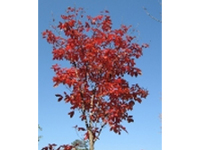 画像：メグスリノキ（カエデ科）