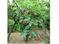 画像：アメリカザイフリボク（バラ科）