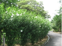 画像：ムクゲ（アオイ科）