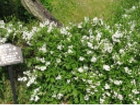 画像：ヒメウツギ（ユキノシタ科）