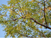 画像：センダン（センダン科）