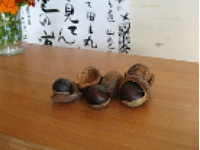 画像：ヒトツバタゴ（ナンジャモンジャ） 