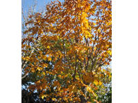 画像：トチノキ（トチノキ科）