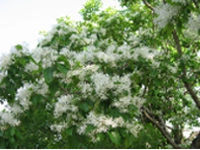 画像：落葉高木。葉は対生