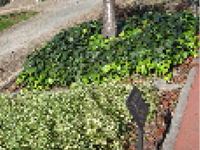 画像：ツルマサキ（ニシキギ科）