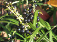 画像：ヤブラン（ユリ科、スズラン科の説あり）