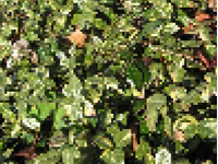 画像：ニシキテイカカズラ（キョウチクトウ科）