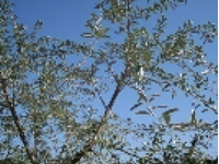 画像：ホソグミ（グミ科）