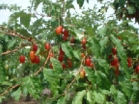 画像：ダイオウグミ（グミ科）