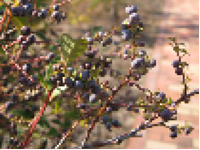 画像：シャシャンボ（ツツジ科）