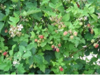 画像：ラズベリー（バラ科）