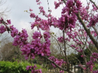 画像：ハナズオウ