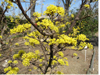 画像：サンシュユ