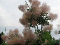 画像：スモークツリー