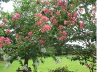 画像：サルスベリ