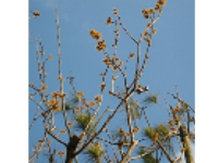 画像：マンサク