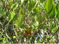 画像：クチナシ（アカネ科）