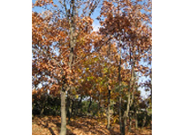 画像：クヌギ（ブナ科）