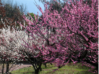 画像：ウメ類（バラ科）