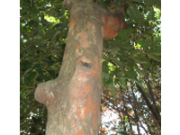 画像：バクチノキ（バラ科）