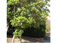 画像：ヒメユズリハ（トウダイグサ科）