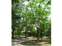 画像：木漏れ日の中を散歩するのも気持ちいい