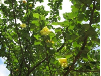 画像：ハマボウ（アオイ科）