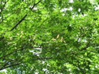 画像：イロハモミジ（イロハカエデ）（カエデ科）